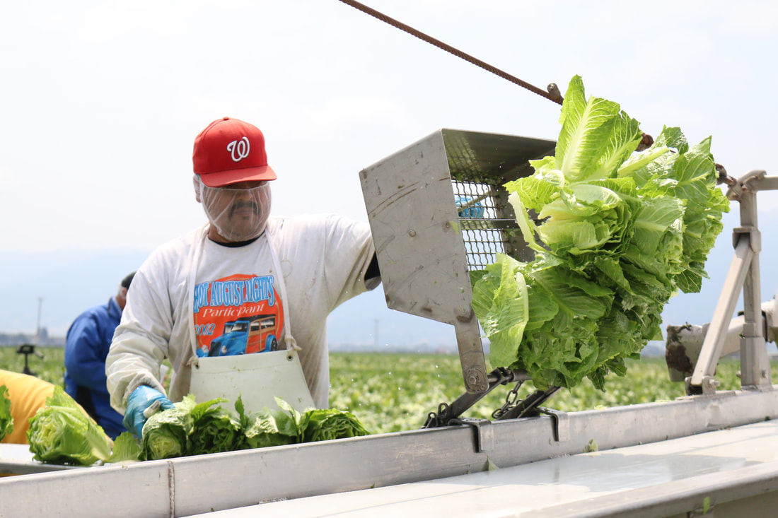 Trabajadores felices en un campo de California